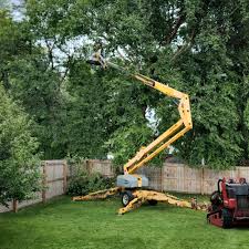 Best Tree Disease Treatment  in Ellis, KS